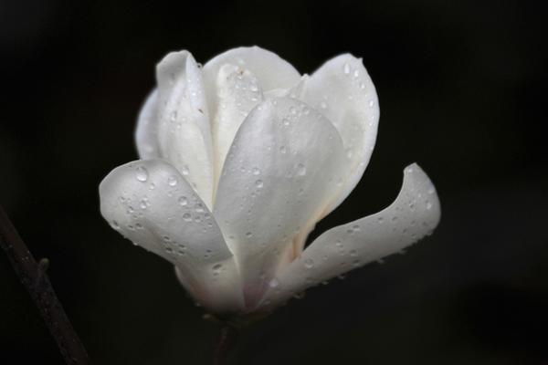 玉蘭樹價格多少錢一棵 玉蘭花的品種