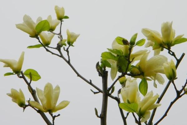 玉蘭樹價格多少錢一棵 玉蘭花的品種