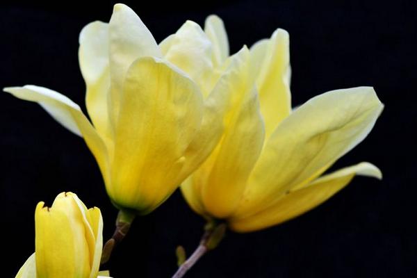 玉蘭樹價格多少錢一棵 玉蘭花的品種