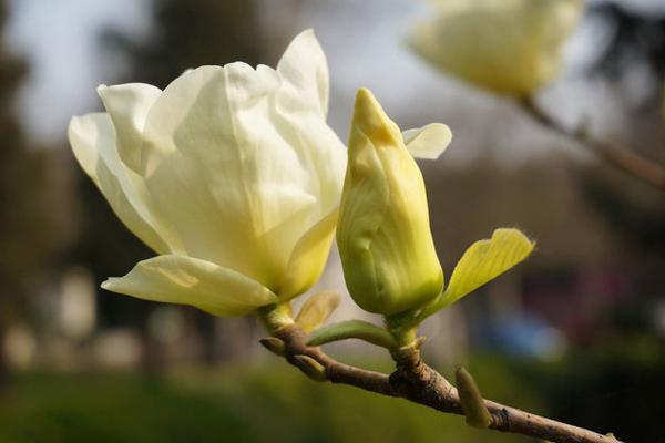 玉蘭樹價格多少錢一棵 玉蘭花的品種