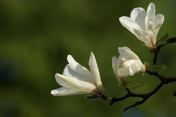 玉蘭樹價格多少錢一棵 玉蘭花的品種