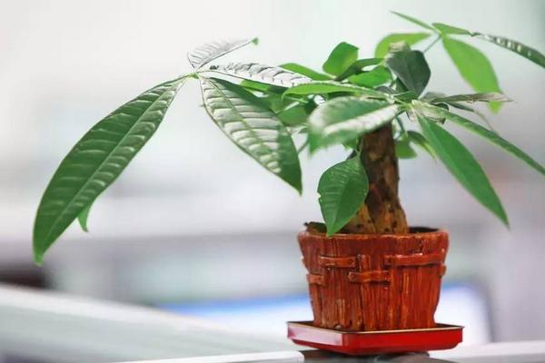 發財樹種子怎么種 發財樹太高了怎么辦