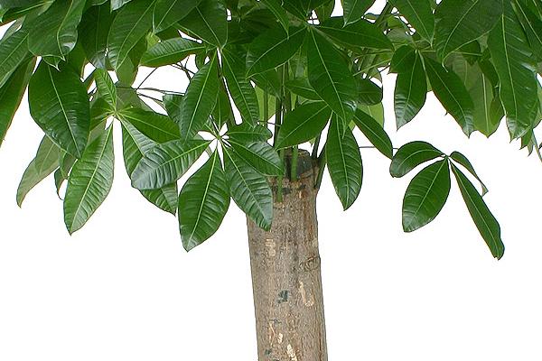 發財樹種子怎么種 發財樹太高了怎么辦