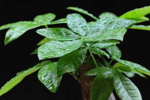 發財樹種子怎么種 發財樹太高了怎么辦