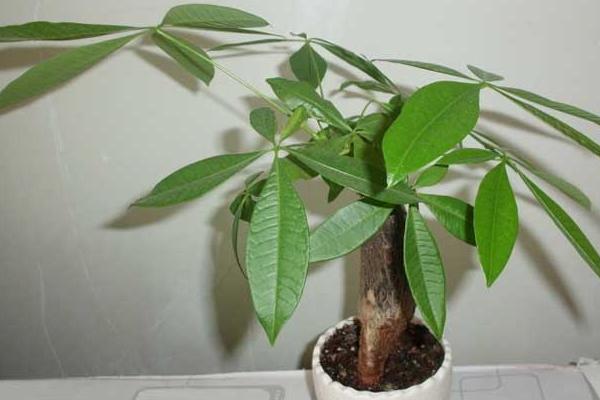 發財樹種子怎么種 發財樹太高了怎么辦