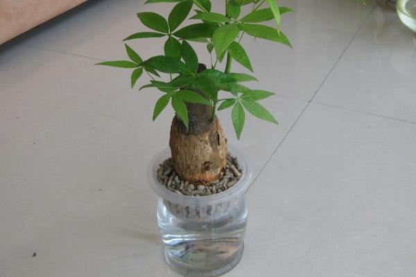 發財樹種子怎么種 發財樹太高了怎么辦