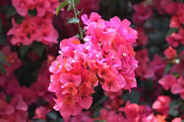 三角梅冬天怎么過冬 三角梅常見病蟲害及防治方法