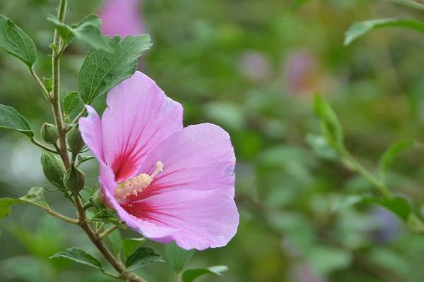 木槿花葉子發黃怎么辦 木槿掉葉子的原因及解決方法