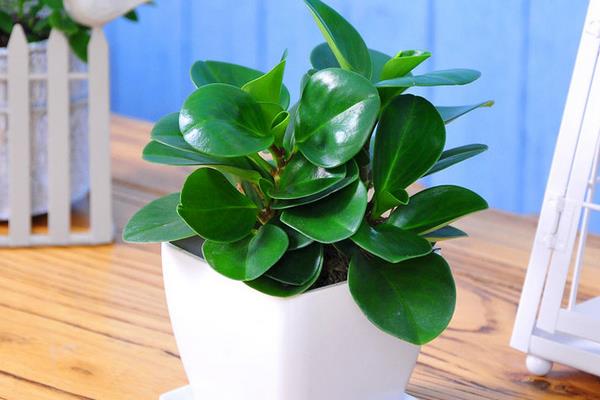 豆瓣綠圖片大全 豆瓣綠的作用