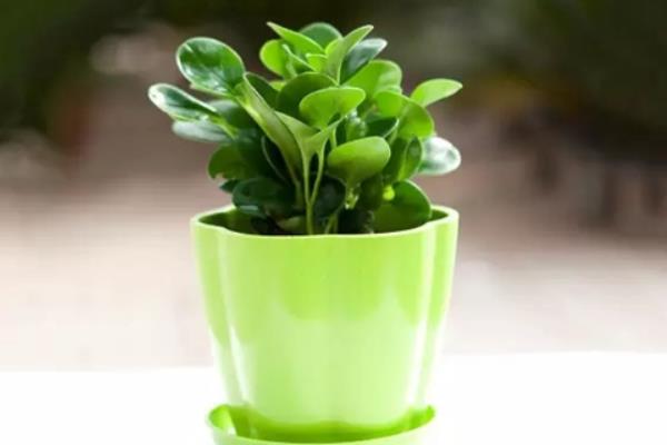 豆瓣綠怎么養(yǎng) 豆瓣綠養(yǎng)殖方法與注意事項(xiàng)