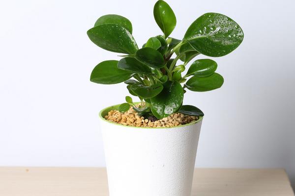 豆瓣綠有毒嗎 豆瓣綠能放在臥室養(yǎng)嗎