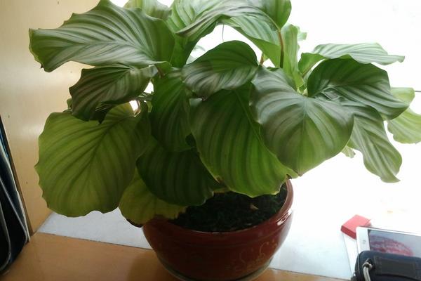 圓葉竹芋多久澆一次水 圓葉竹芋爛根怎么辦