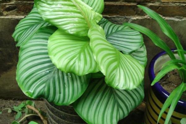 圓葉竹芋多久澆一次水 圓葉竹芋爛根怎么辦