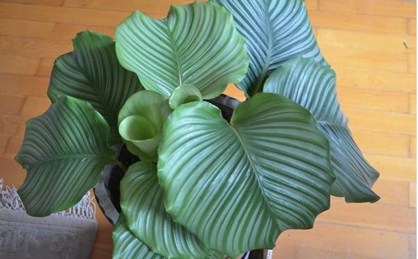 圓葉竹芋多久澆一次水 圓葉竹芋爛根怎么辦