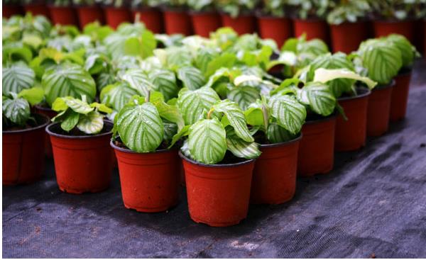 圓葉竹芋多久澆一次水 圓葉竹芋爛根怎么辦