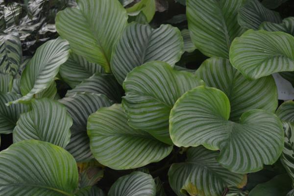 圓葉竹芋多久澆一次水 圓葉竹芋爛根怎么辦