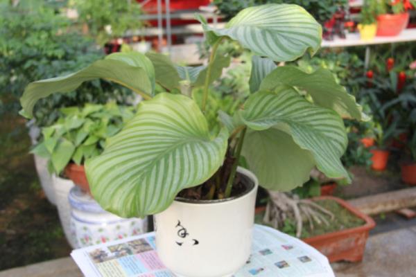 圓葉竹芋多久澆一次水 圓葉竹芋爛根怎么辦