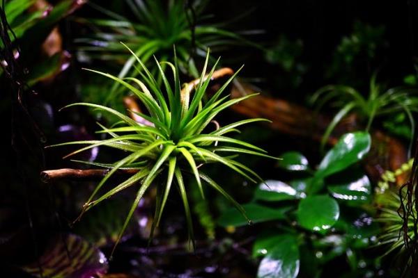 空氣鳳梨的壽命是幾年 空氣鳳梨多久開一次花