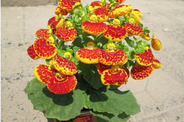 蒲包花怎么種 蒲包花種植方法與注意事項