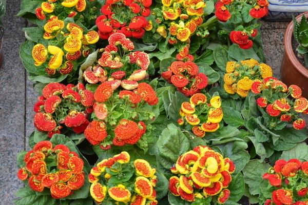 蒲包花怎么種 蒲包花種植方法與注意事項(xiàng)