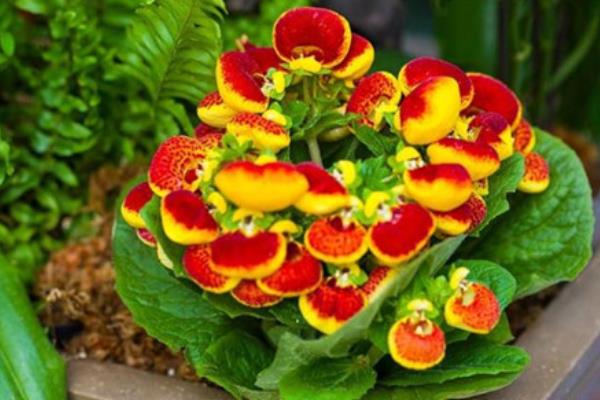 蒲包花怎么種 蒲包花種植方法與注意事項(xiàng)