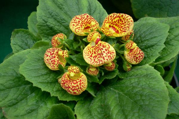 蒲包花怎么種 蒲包花種植方法與注意事項(xiàng)