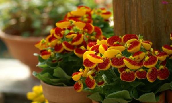 蒲包花怎么種 蒲包花種植方法與注意事項(xiàng)