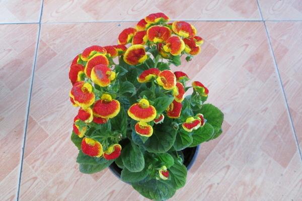 蒲包花怎么種 蒲包花種植方法與注意事項(xiàng)