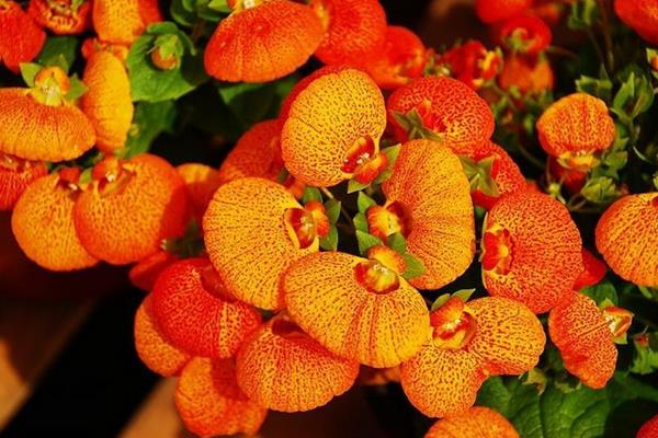 蒲包花圖片大全 蒲包花作用與價值