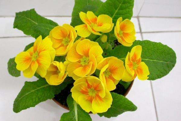 報(bào)春花播種時(shí)間 報(bào)春花播種繁殖法