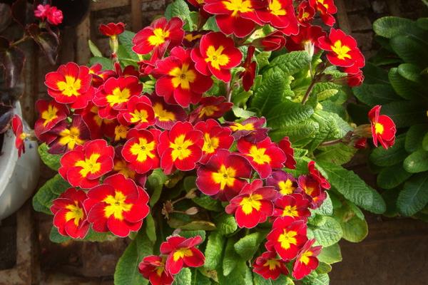 報春花圖片大全 報春花的花語及寓意