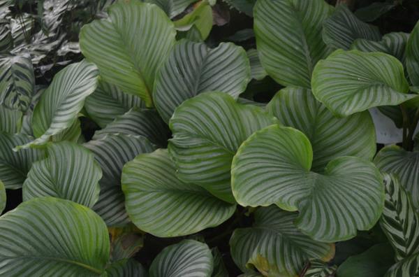 圓葉竹芋有毒嗎 家庭能養(yǎng)殖圓葉竹芋嗎