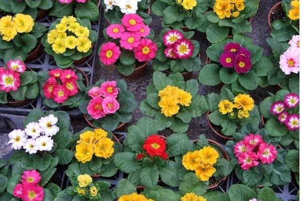 報(bào)春花圖片大全 報(bào)春花的花語(yǔ)及寓意