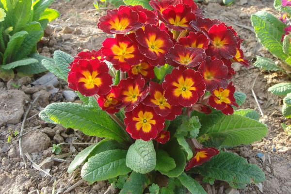 報(bào)春花圖片大全 報(bào)春花的花語(yǔ)及寓意