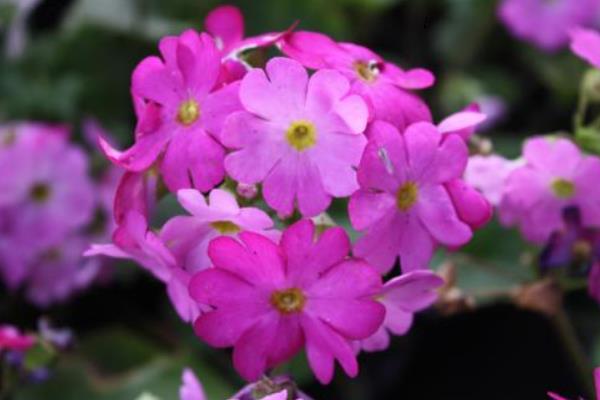 報(bào)春花圖片大全 報(bào)春花的花語(yǔ)及寓意