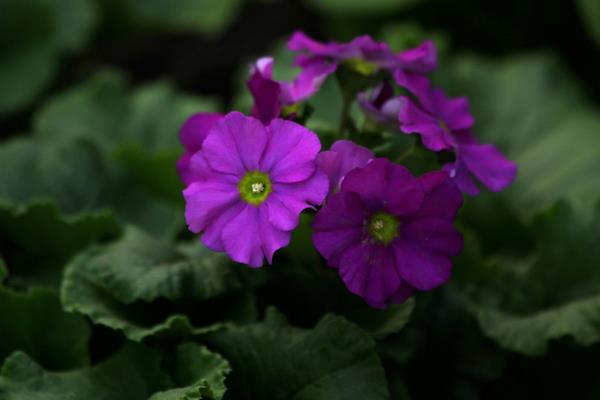 報(bào)春花圖片大全 報(bào)春花的花語(yǔ)及寓意