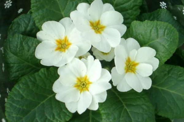 報(bào)春花圖片大全 報(bào)春花的花語(yǔ)及寓意