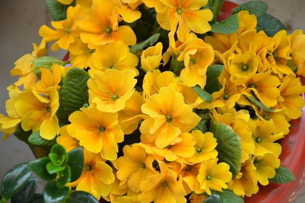 報(bào)春花圖片大全 報(bào)春花的花語(yǔ)及寓意