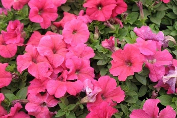 報(bào)春花圖片大全 報(bào)春花的花語(yǔ)及寓意