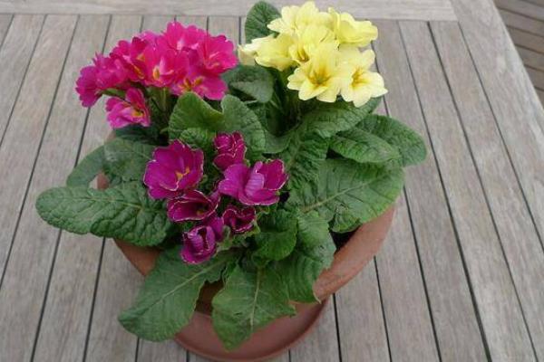 報(bào)春花圖片大全 報(bào)春花的花語(yǔ)及寓意