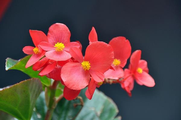 四季海棠市場價格多少錢一盆 四季海棠有哪些種類