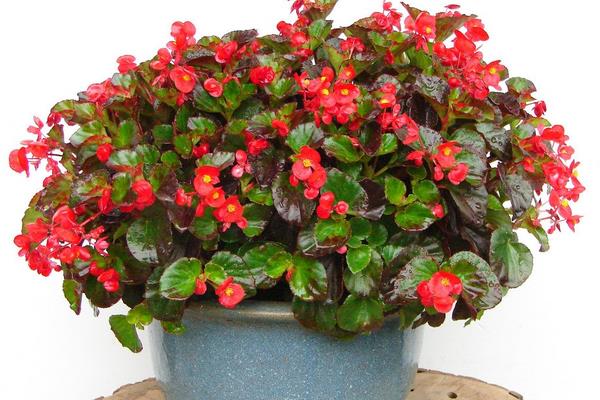 四季海棠市場價格多少錢一盆 四季海棠有哪些種類