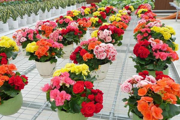 四季海棠市場價格多少錢一盆 四季海棠有哪些種類