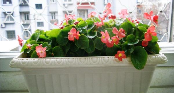 四季海棠市場價格多少錢一盆 四季海棠有哪些種類