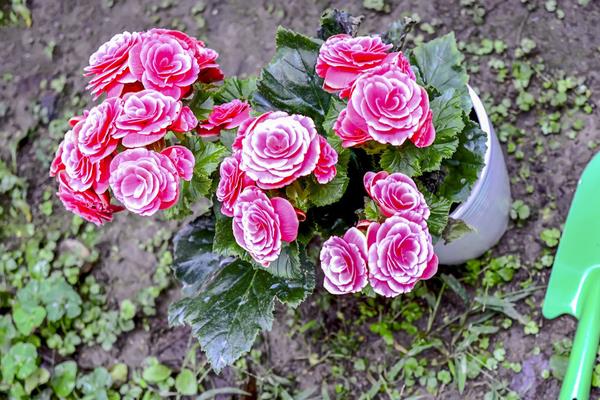 四季海棠市場價格多少錢一盆 四季海棠有哪些種類