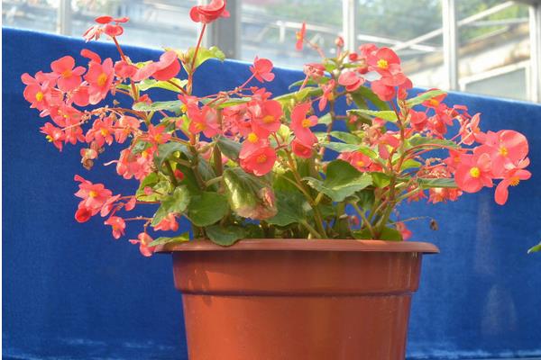 四季海棠市場價格多少錢一盆 四季海棠有哪些種類