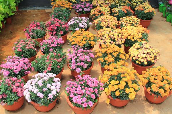 四季海棠有毒嗎 四季海棠能放在臥室里養(yǎng)嗎