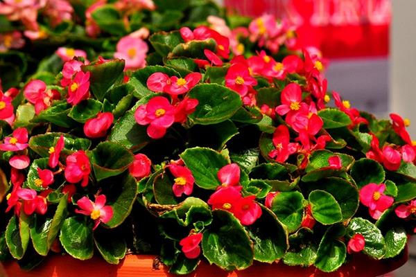 四季海棠有毒嗎 四季海棠能放在臥室里養(yǎng)嗎