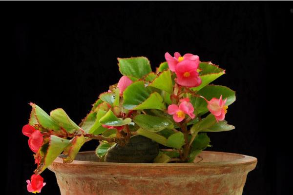 四季海棠有毒嗎 四季海棠能放在臥室里養(yǎng)嗎