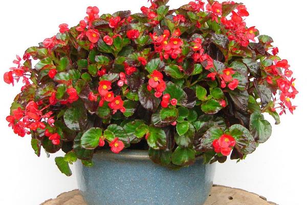 四季海棠有毒嗎 四季海棠能放在臥室里養(yǎng)嗎